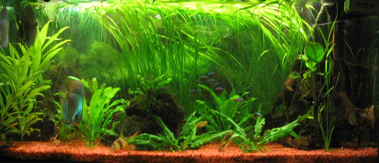 &copy; Zierfischfreunde Immenhausen-Holzhausen Aufgenommen am 21.6.2006